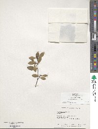 Ilex mandonii image