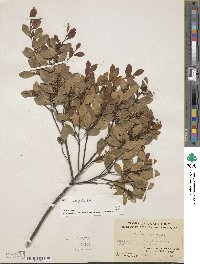 Ilex mandonii image