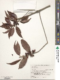 Ilex chinensis image