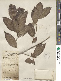 Ilex chinensis image