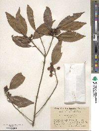 Ilex chinensis image