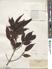 Ilex chinensis image