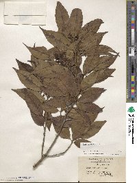 Ilex chinensis image