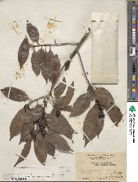 Ilex chinensis image