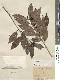 Ilex chinensis image