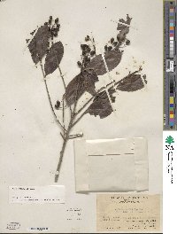 Ilex chinensis image