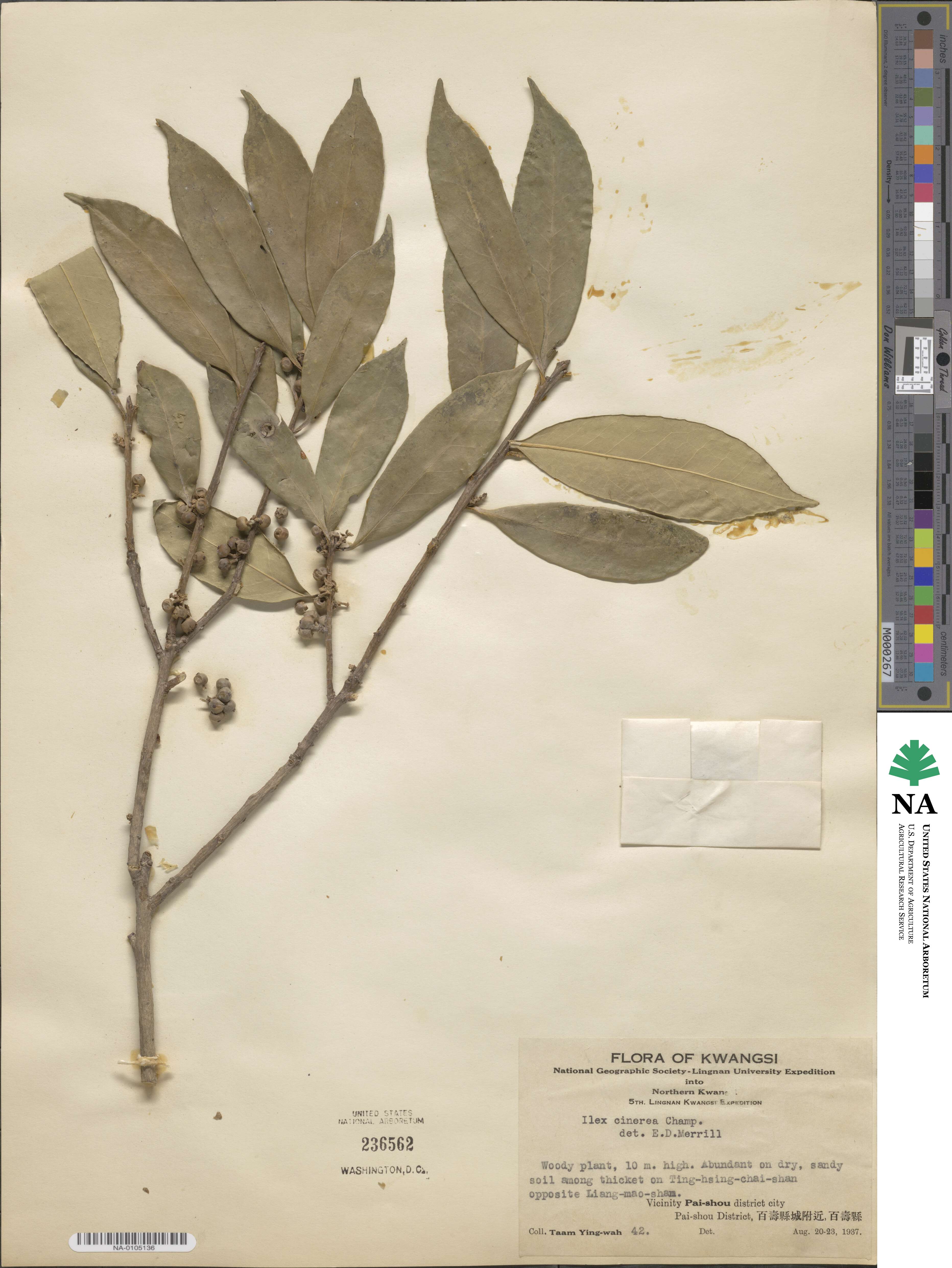 Ilex cinerea image