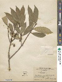 Ilex cinerea image