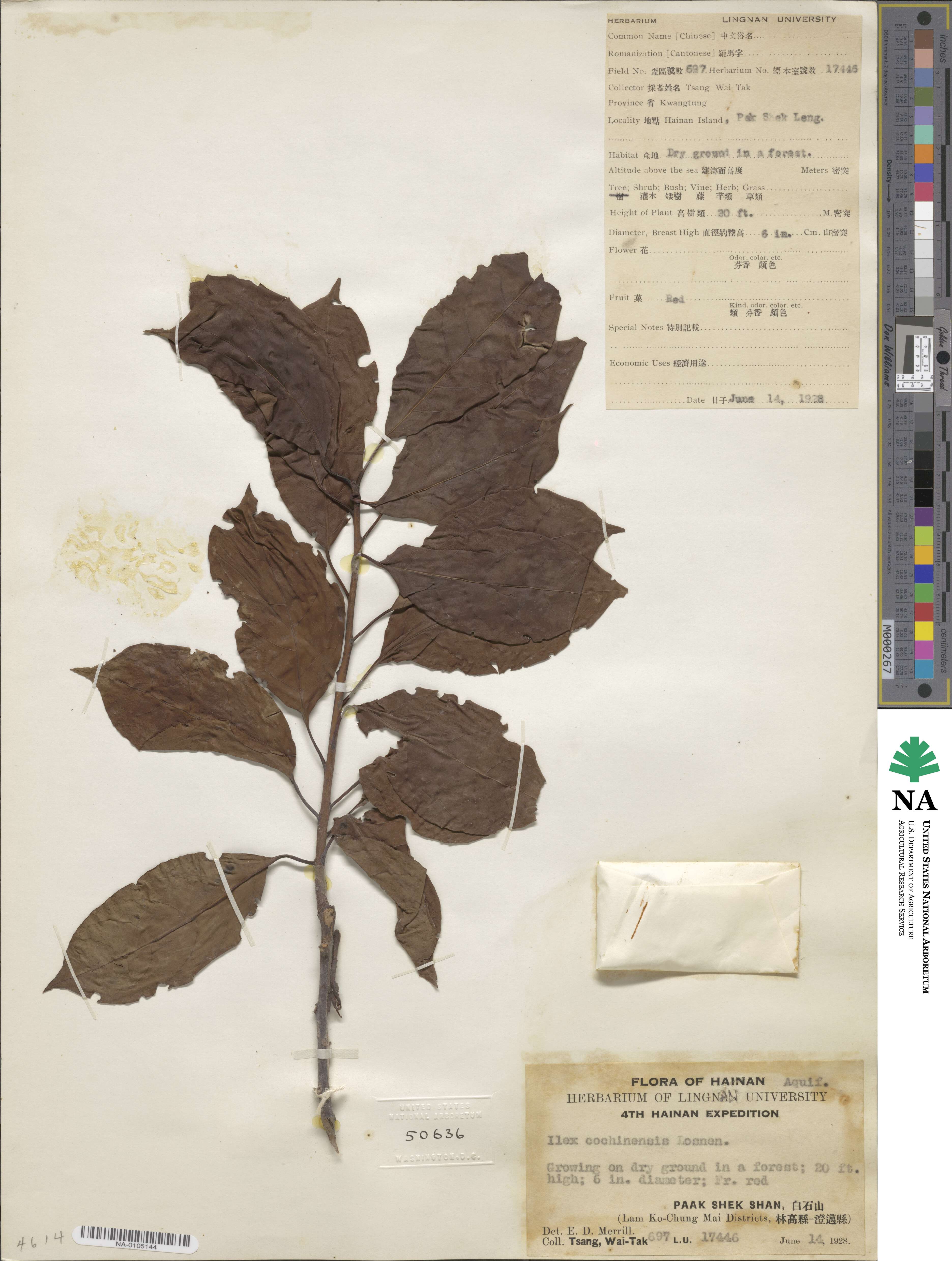 Ilex cochinchinensis image