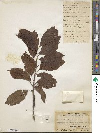 Ilex cochinchinensis image