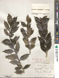 Ilex colchica image