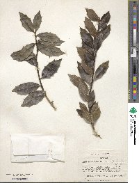 Ilex colchica image