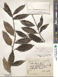 Ilex colchica image