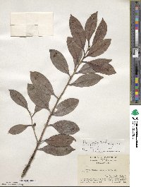 Ilex confertiflora image