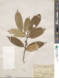 Ilex confertiflora image