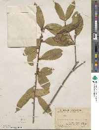 Ilex confertiflora image