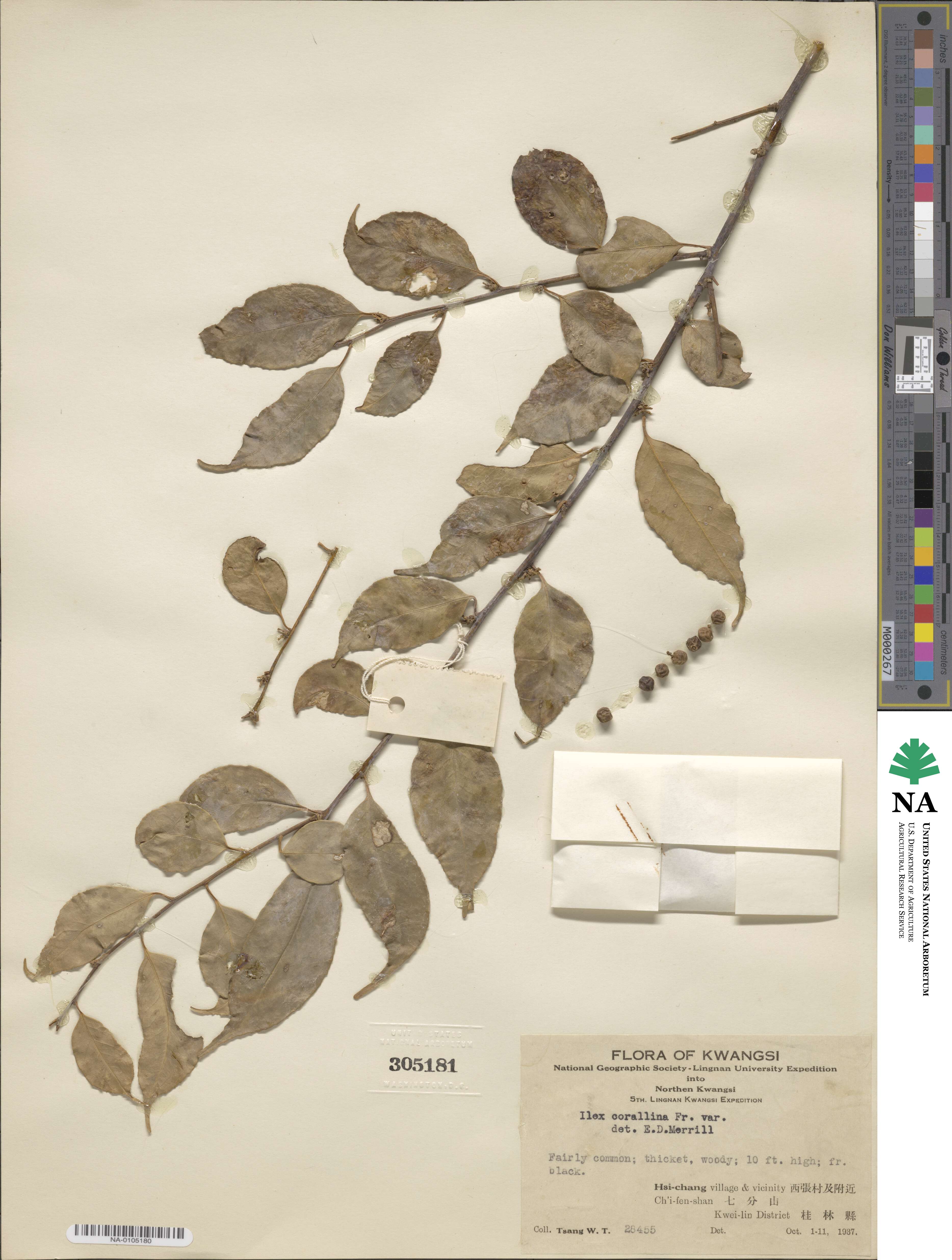 Ilex corallina image