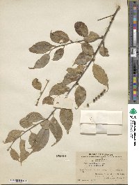 Ilex corallina image