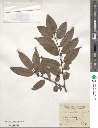 Ilex corallina image