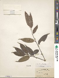 Ilex corallina image