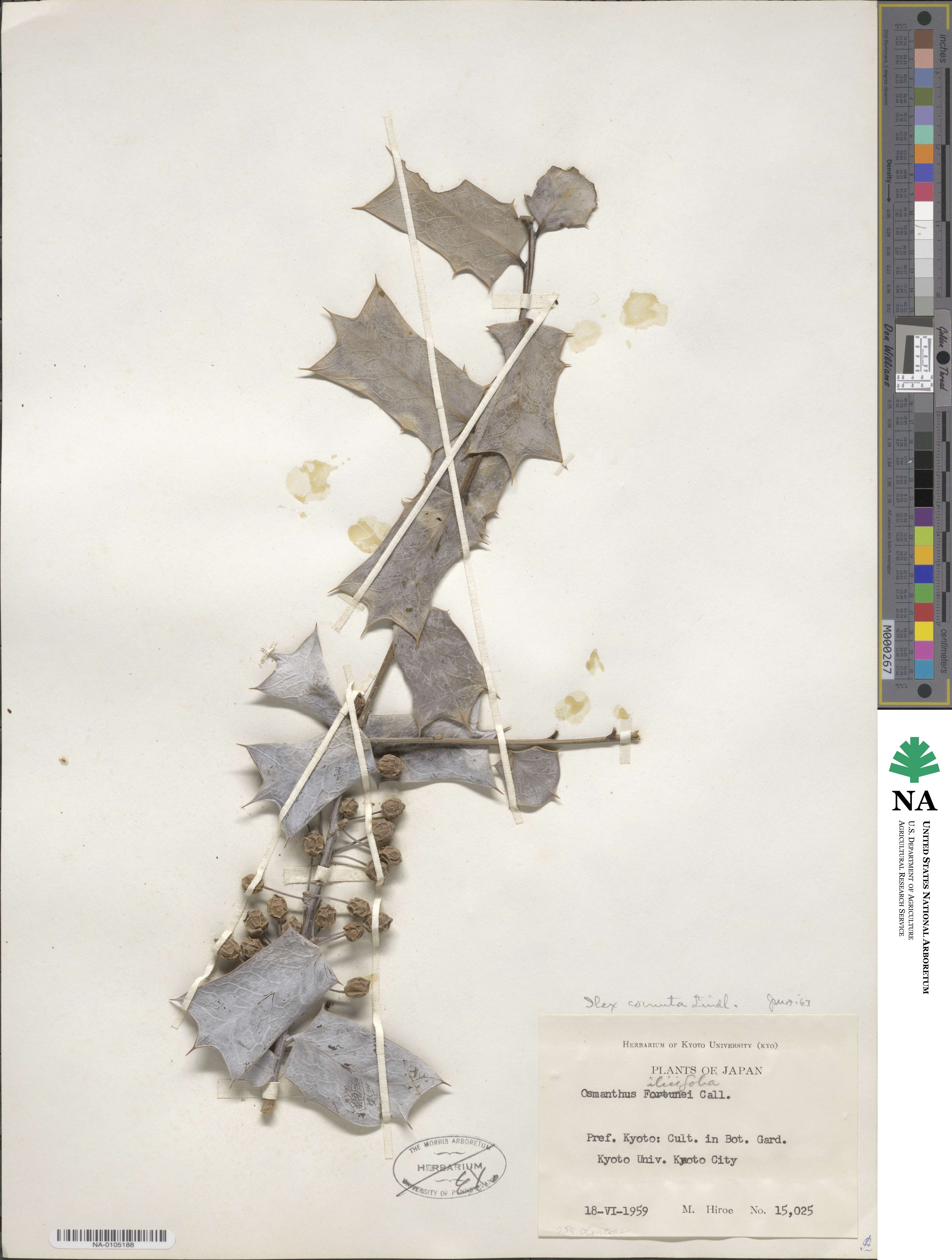 Ilex cornuta image
