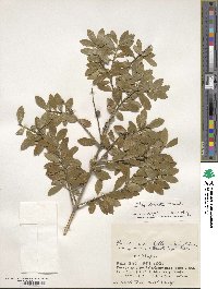 Ilex crenata image