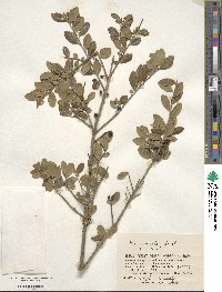 Ilex crenata image