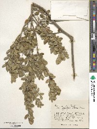 Ilex crenata image