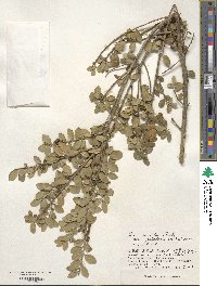 Ilex crenata image