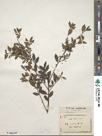 Ilex crenata image