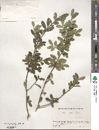 Ilex crenata image