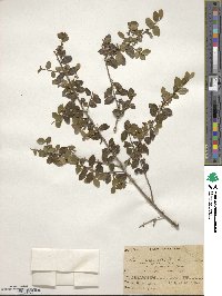 Ilex crenata image