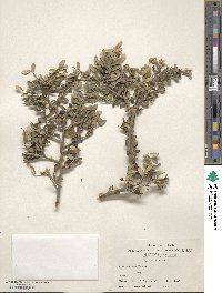 Ilex crenata image