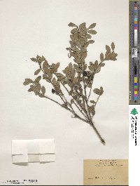 Ilex crenata image