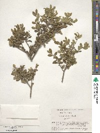 Ilex crenata image