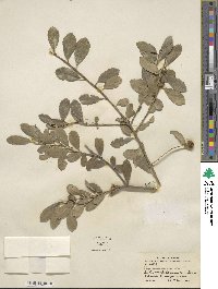 Ilex crenata image