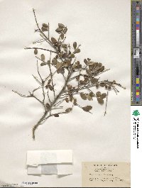 Ilex crenata image