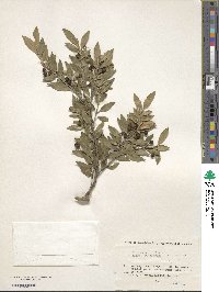 Ilex crenata image