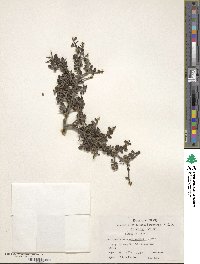 Ilex crenata image