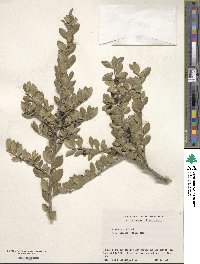 Ilex crenata var. radicans image