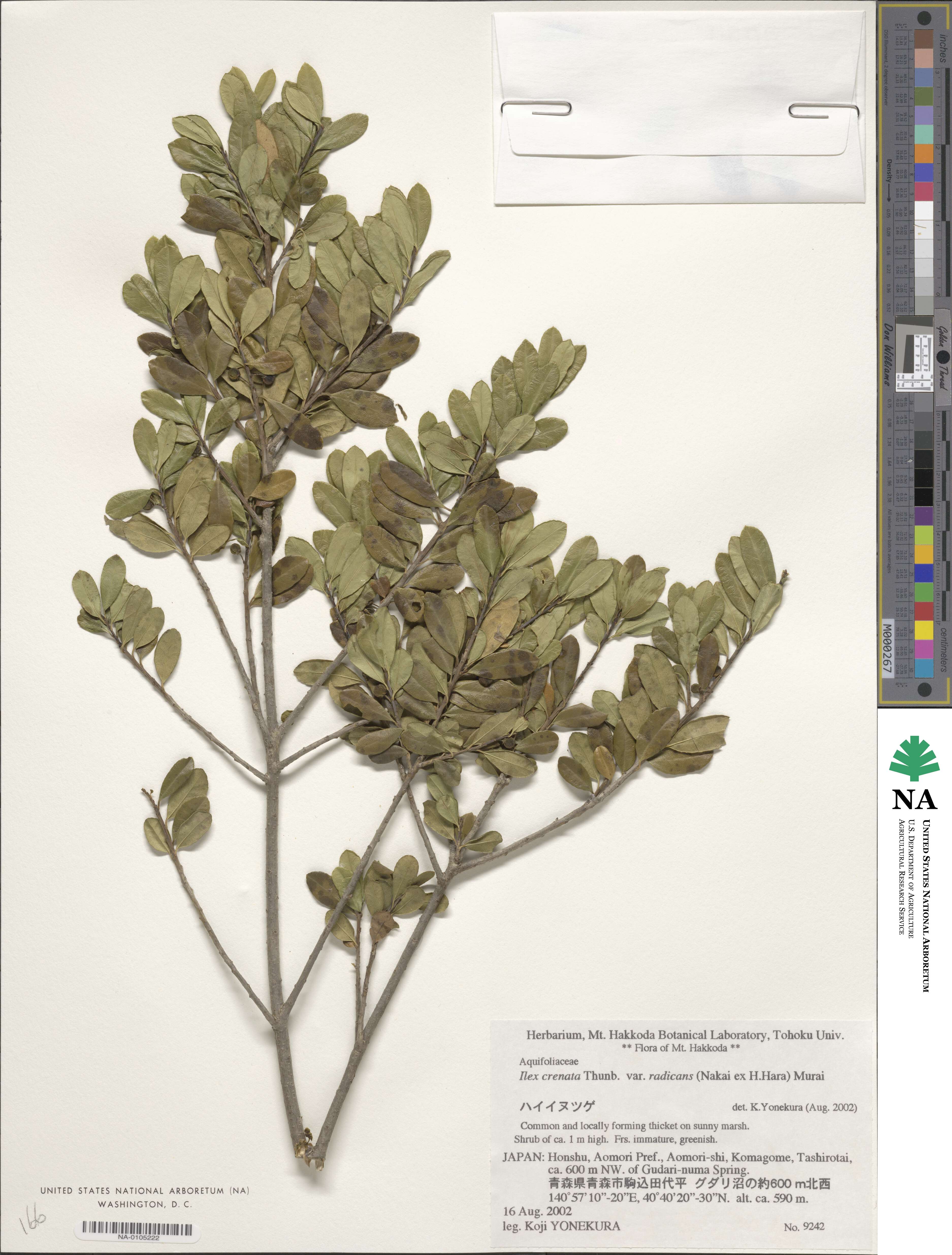 Ilex crenata image