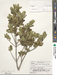 Ilex crenata var. radicans image