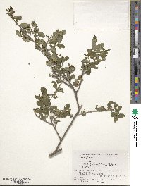 Ilex crenata var. radicans image