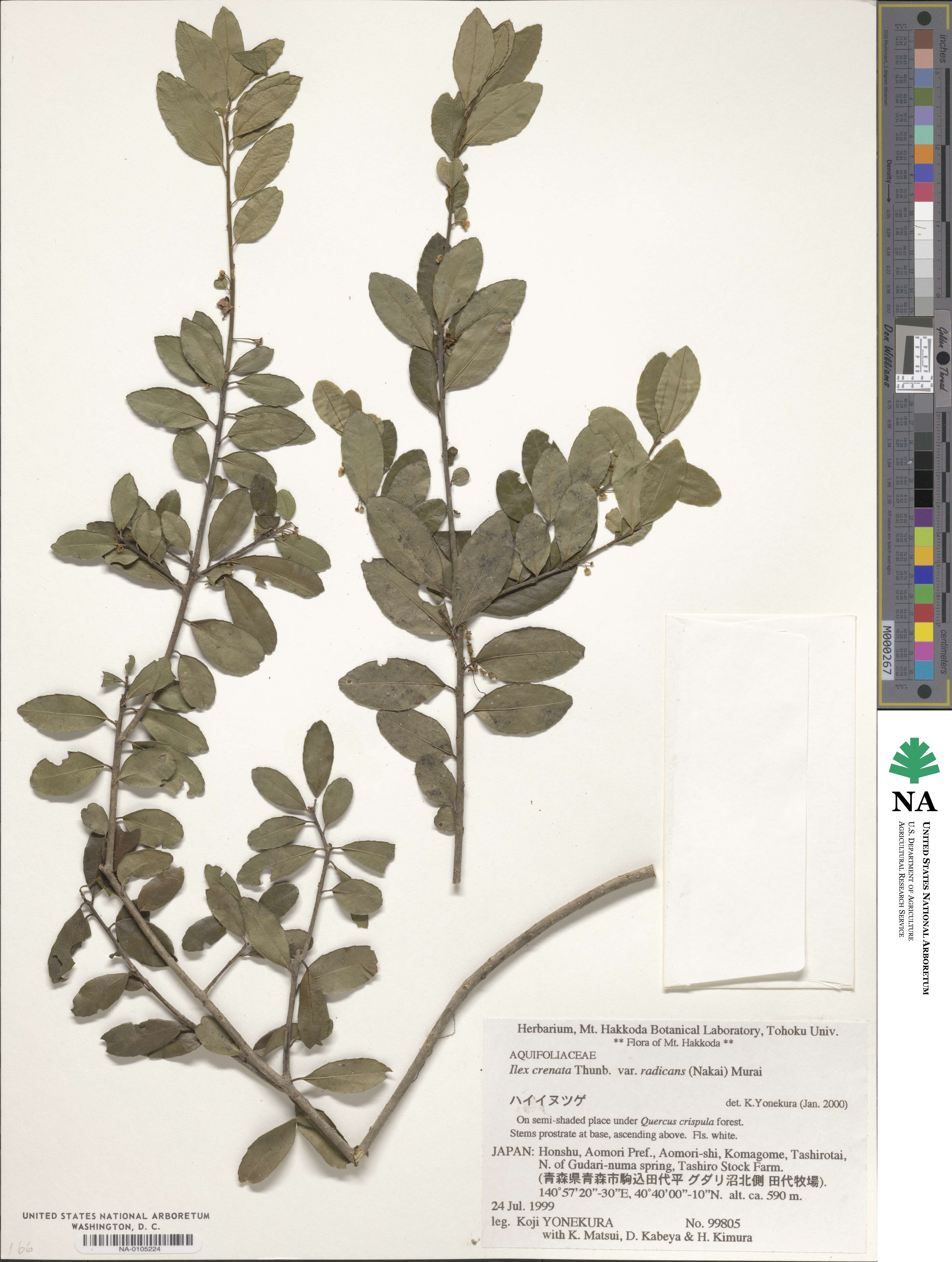 Ilex crenata var. radicans image