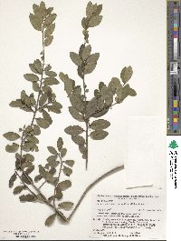 Ilex crenata image