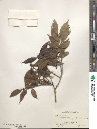 Ilex excelsa image