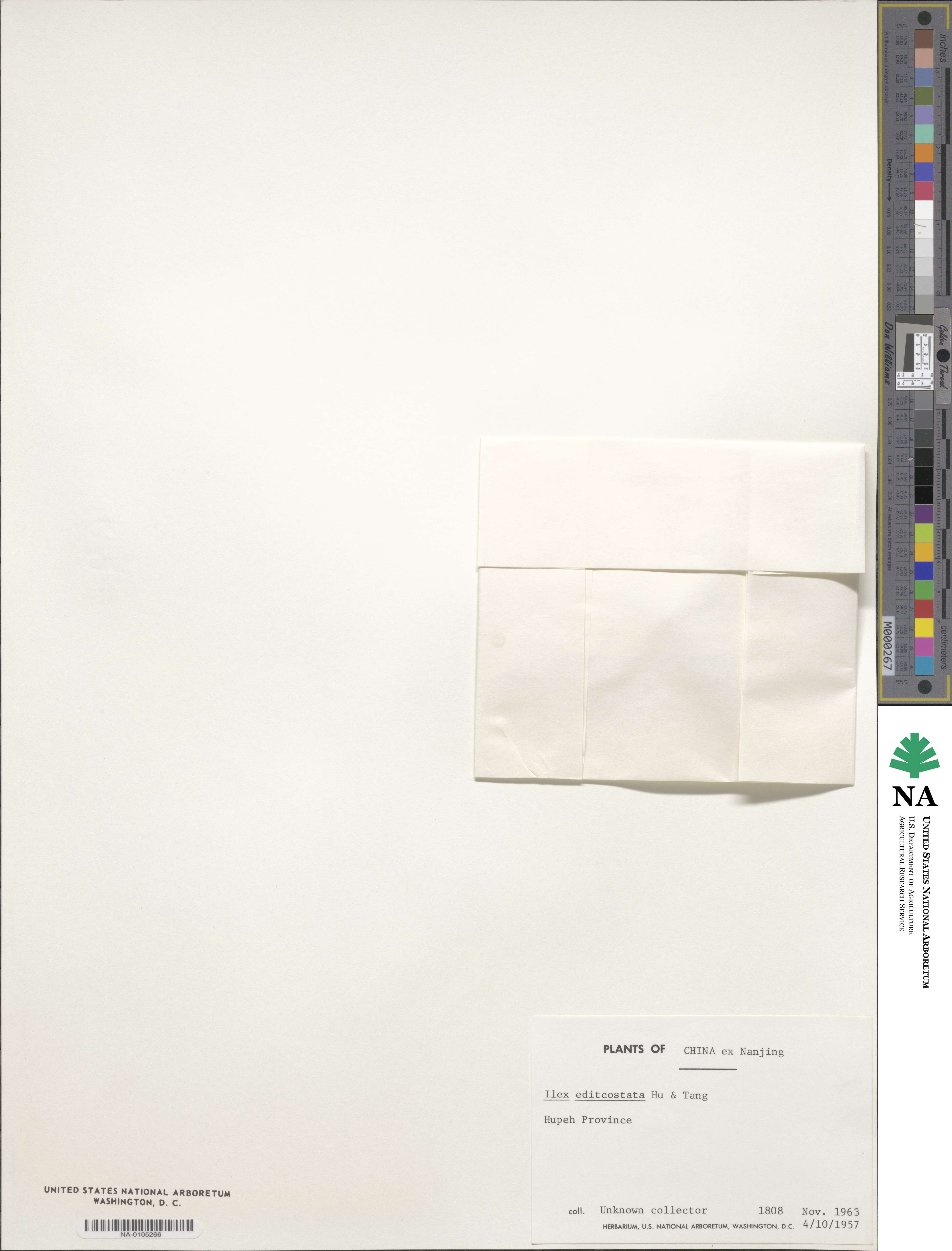 Ilex editicostata image
