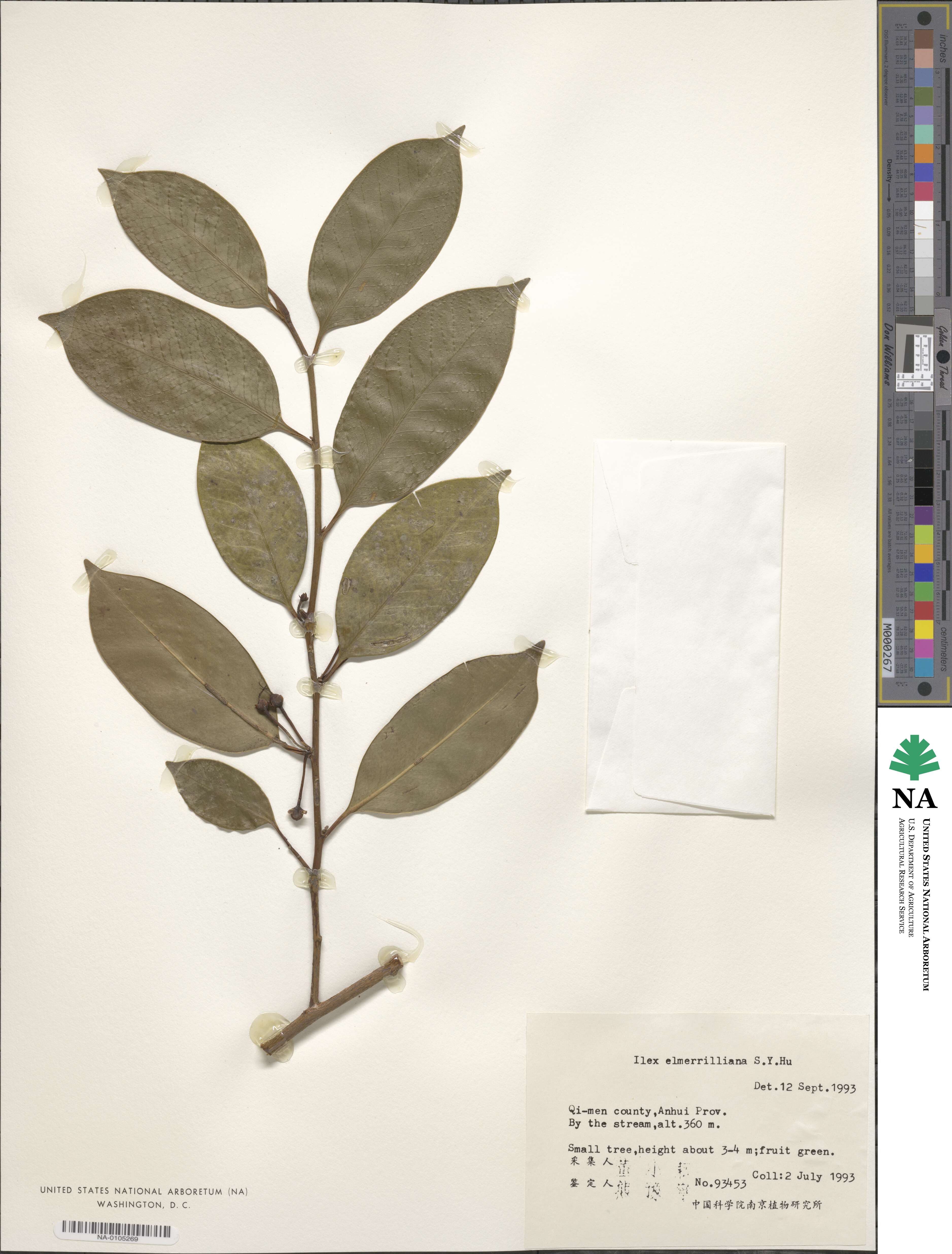 Ilex elmerrilliana image