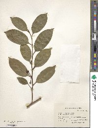 Ilex elmerrilliana image