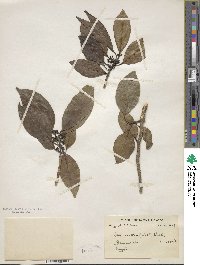 Ilex excelsa image